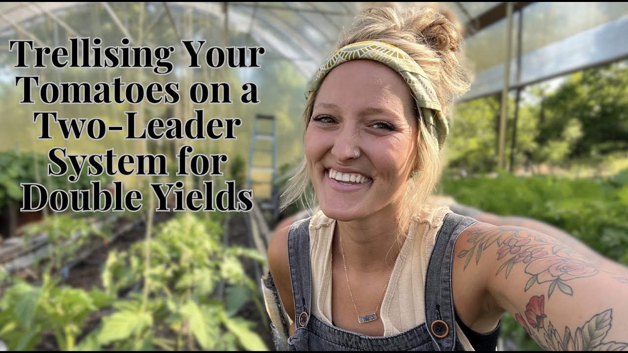 Trellising your Tomatoes for DOUBLE YIELDS!