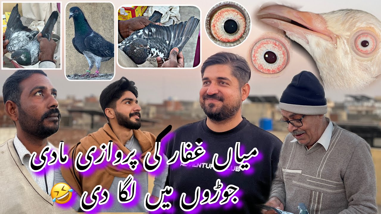 Mian Ghafar ki parwazi madi joron mai lga Di 😍🤣