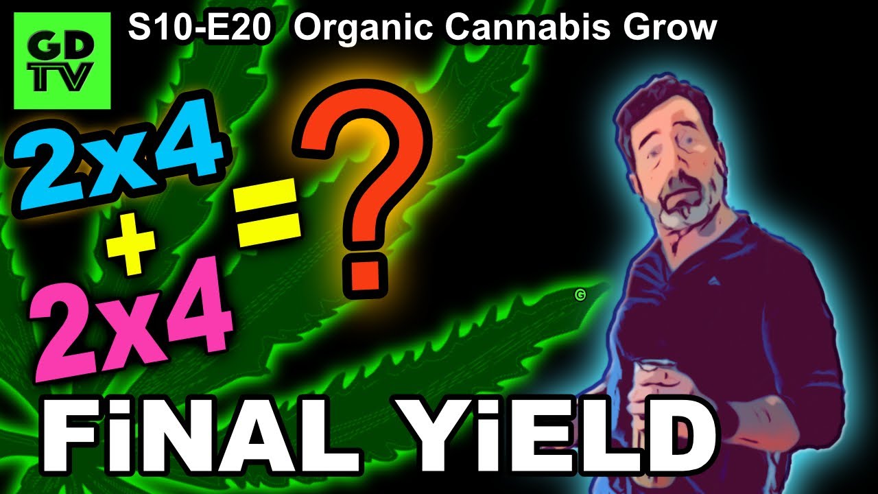 S10 E20 &ndash; Yield Results &ndash; Final Cannabis Yield from Two 2x4 Tents Shiskaberry, Terpyz, Chemy Lemmy