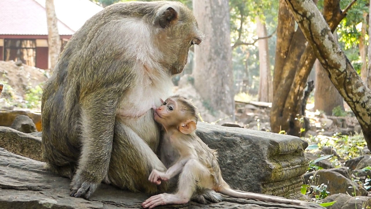 Quiet wild life | Monkey baby Boris finishes milk early as HE is in rush to play with friends