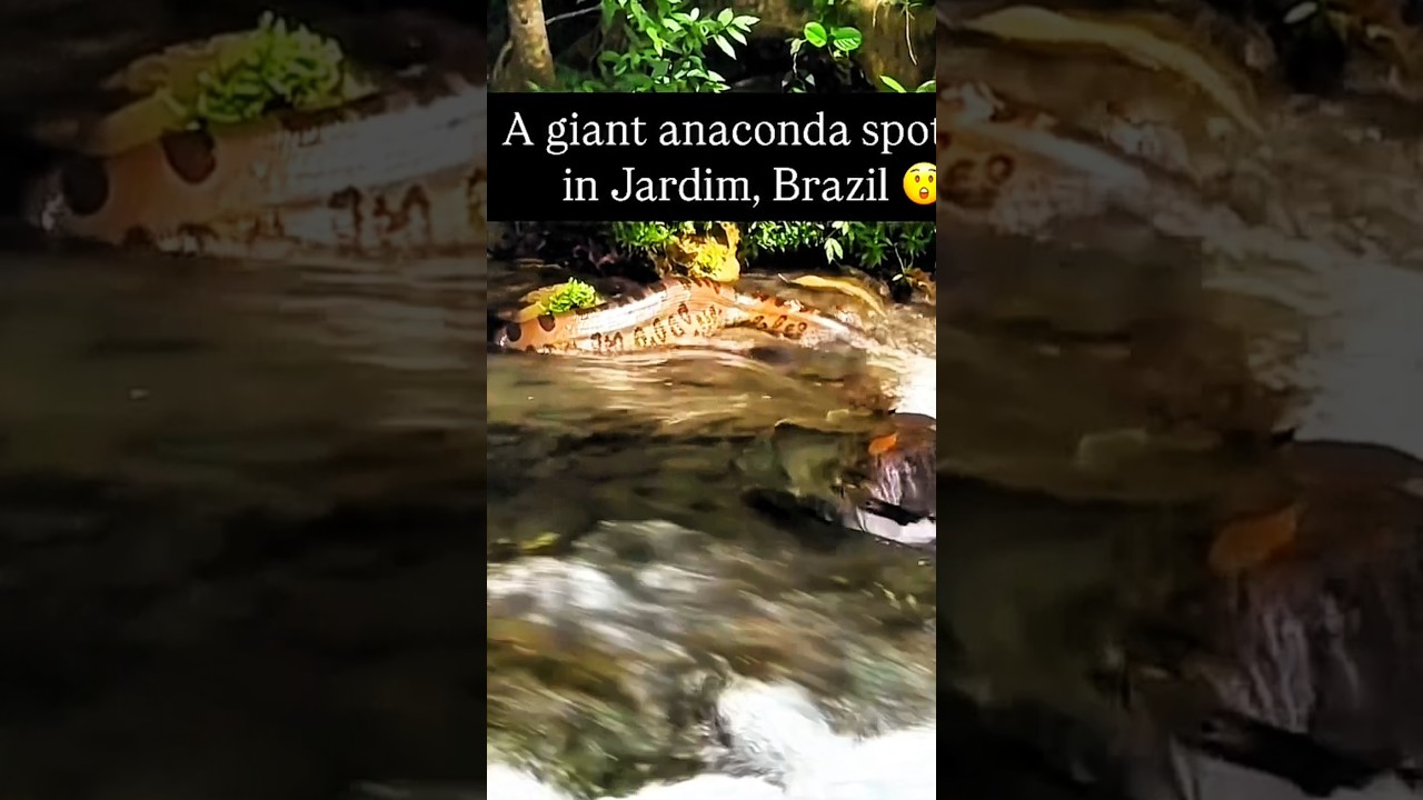 Giant Anaconda Discovered in Amazon Rainforest &ndash; Largest Snake Ever Caught on Camera! #GiantAnaconda