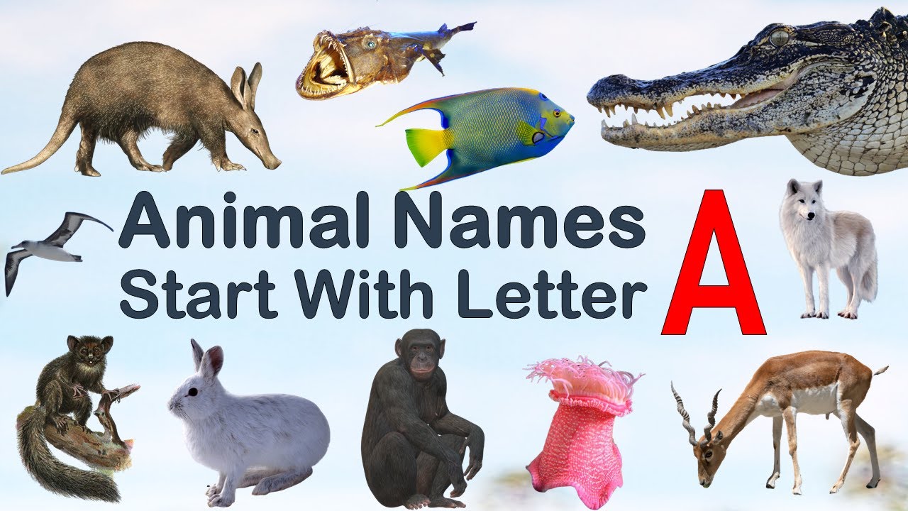 Animal Names starting with letter A #Spelling #Picture #vocabulary #animals #explore #animalslover