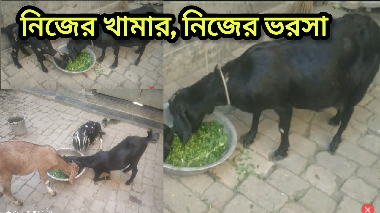 নিজের খামার, নিজের ভরসা 🐐 🏡