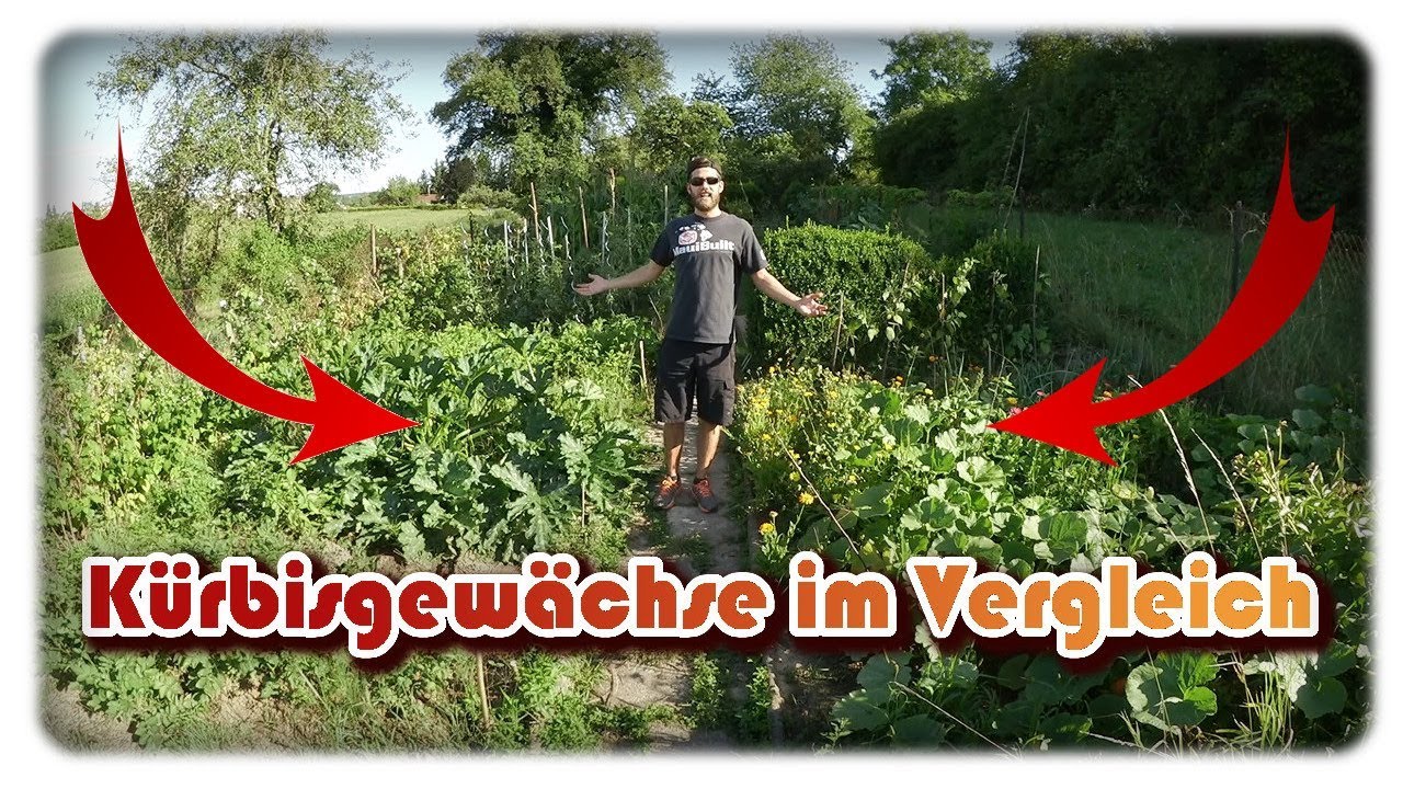Kürbisgewächse im Vergleich | Zucchini, Kalebassen, Kürbis und Gurken