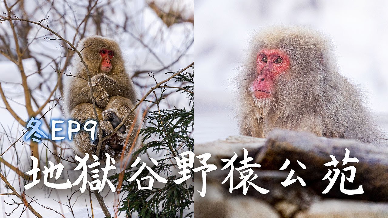 冬季奇觀~長野雪猴泡溫泉-野猿公苑,小布施,燈明祭一日遊｜Ep9｜日本17天冬雪之旅