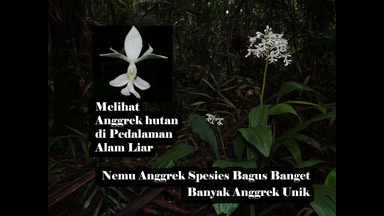 Banyak Anggrek spesies di gunung, Fahri Orchid on Vacation di Gunung ke 2 Bagian 1