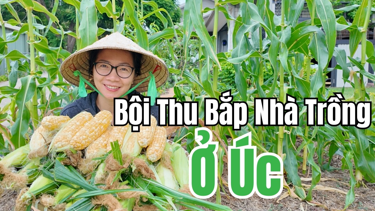 Cuộc Sống Úc - Trồng Bắp Ở Úc Có Dễ Không? - Bội Thu Bắp Tại Vườn Nhà