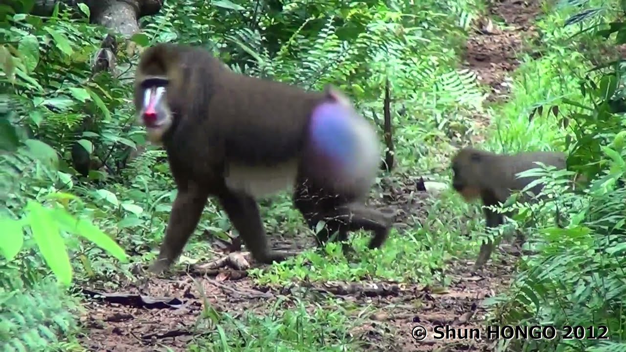 マンドリル大群の行進２ Mandrill Extremely Large Horde Crossing a Road