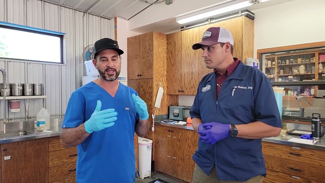 How can you tell if your horse has dental pain?