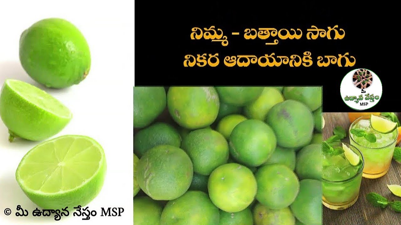 నిమ్మ, బత్తాయి సాగులో భారీ లాభాలు #orange #Acidlime #lemon #udyananesthammsp #farmer #agriculture