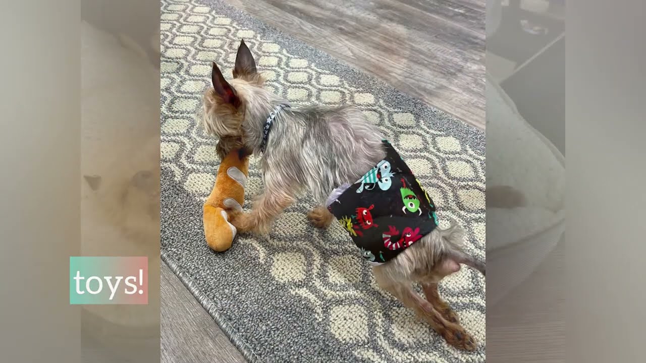 2lb Yorkie Paralyzed by a Husky Fights To Walk Again