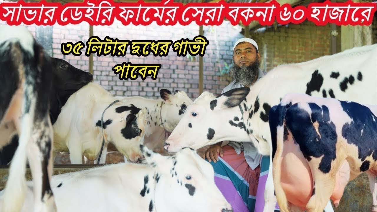 সাভার ডেইরি ফার্মের বকনা ৬০ হাজারে কিনতে পারেন দুধের রেকর্ড দেখে ২০ থেকে ৩৫ লিটার দুধের গাভী পাবেন