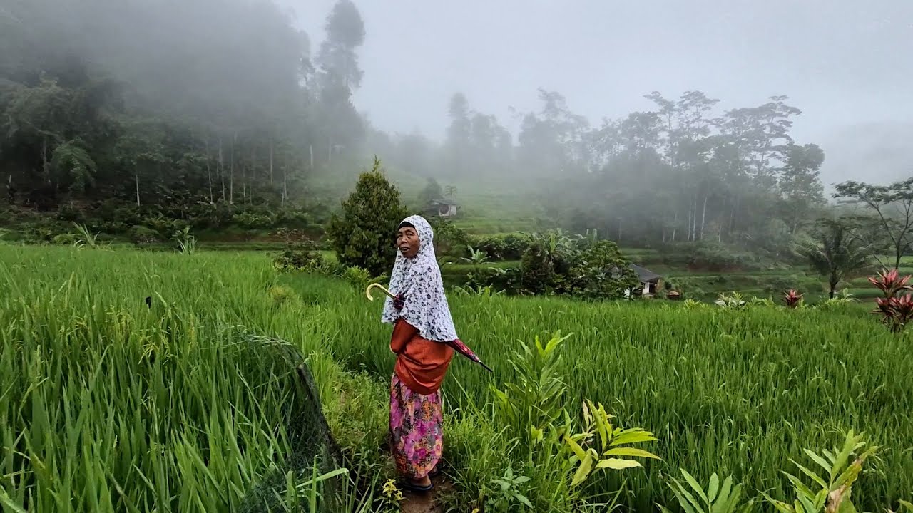 Hujan di pedesaan membuat suasana semakin syahdu, emak tinggal di rumah tengah sawah