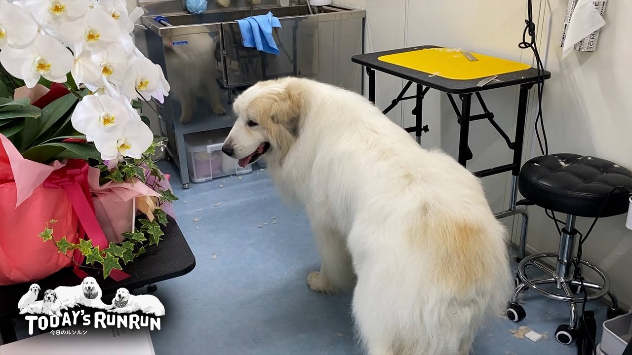 ピカピカの新サロンで真っ白にしてもらたアランです　Great Pyrenees　グレートピレニーズ