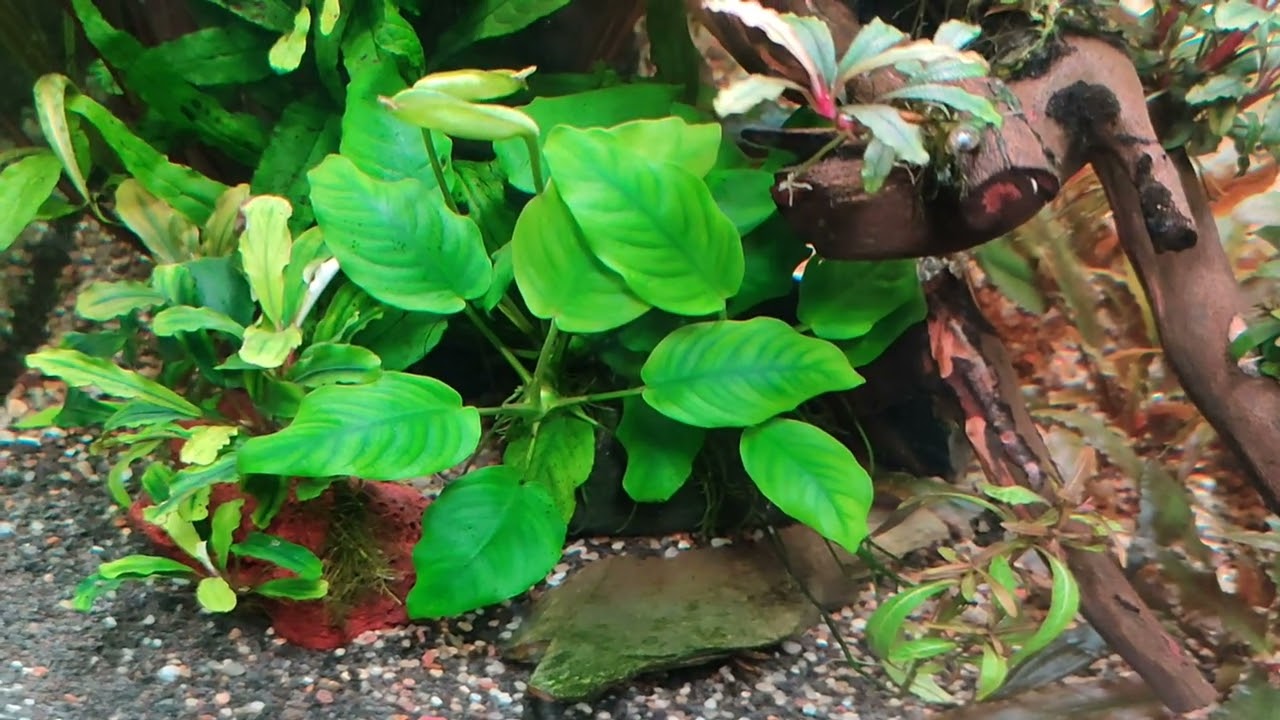 Za mało tlenu w akwarium a nie za ciepła woda.