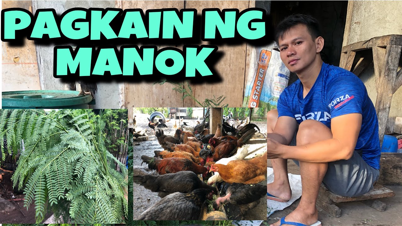 PAGKAIN NG MANOK | NATIVE CHICKEN | HOW TO FEED CHICKEN