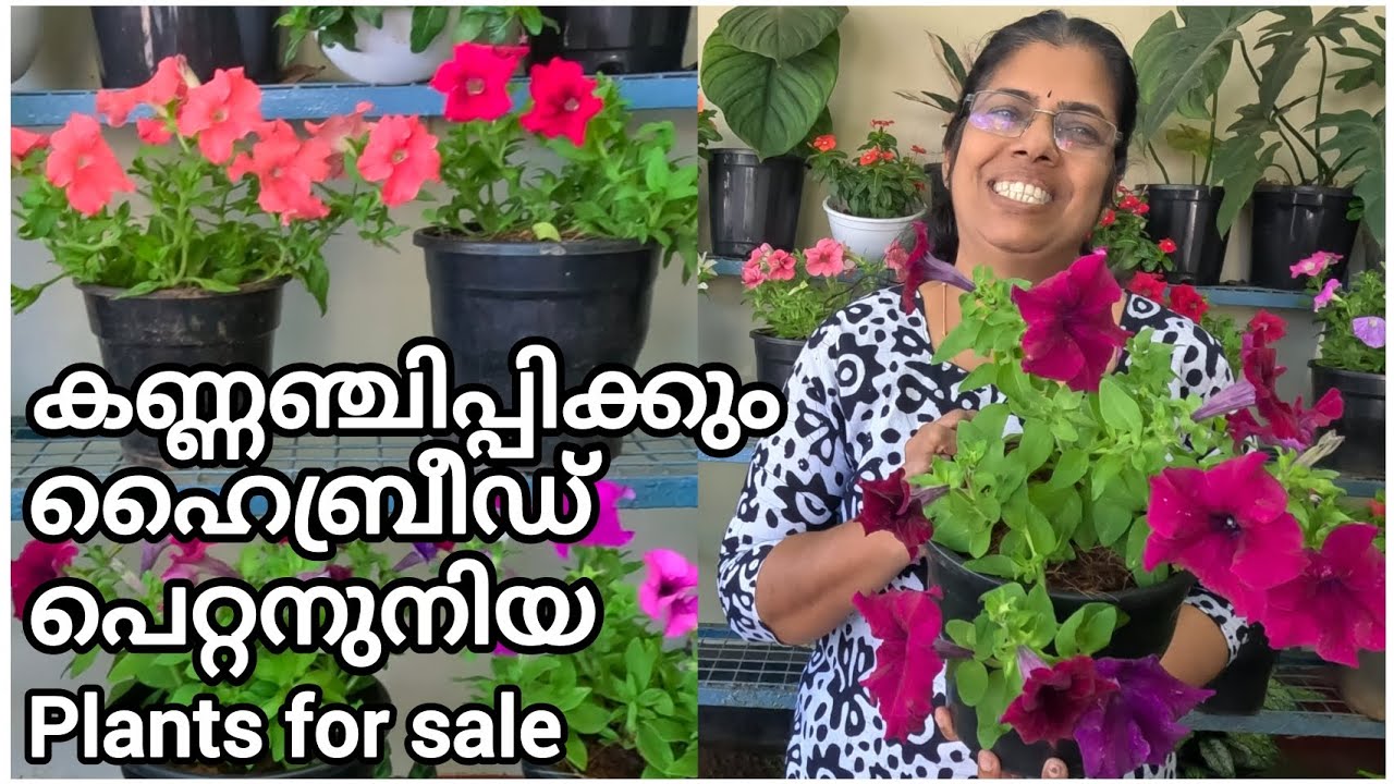 Hybrid petunia plants for sale | ഹൈബ്രിഡ് പെറ്റുനിയ