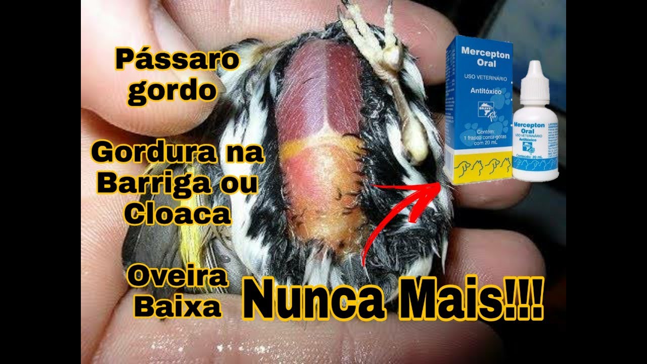 Pássaro gordo, gordura na barriga ou cloaca,  oveira baixa. O que fazer? Como tratar?