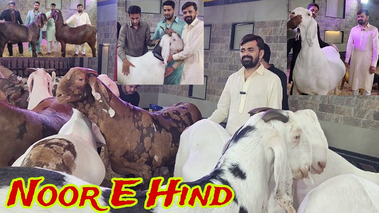 India's Biggest Qurbani 200 Kg Plus Ka Collection | Noor Bhai Nashik | Diamond Goats Of India.