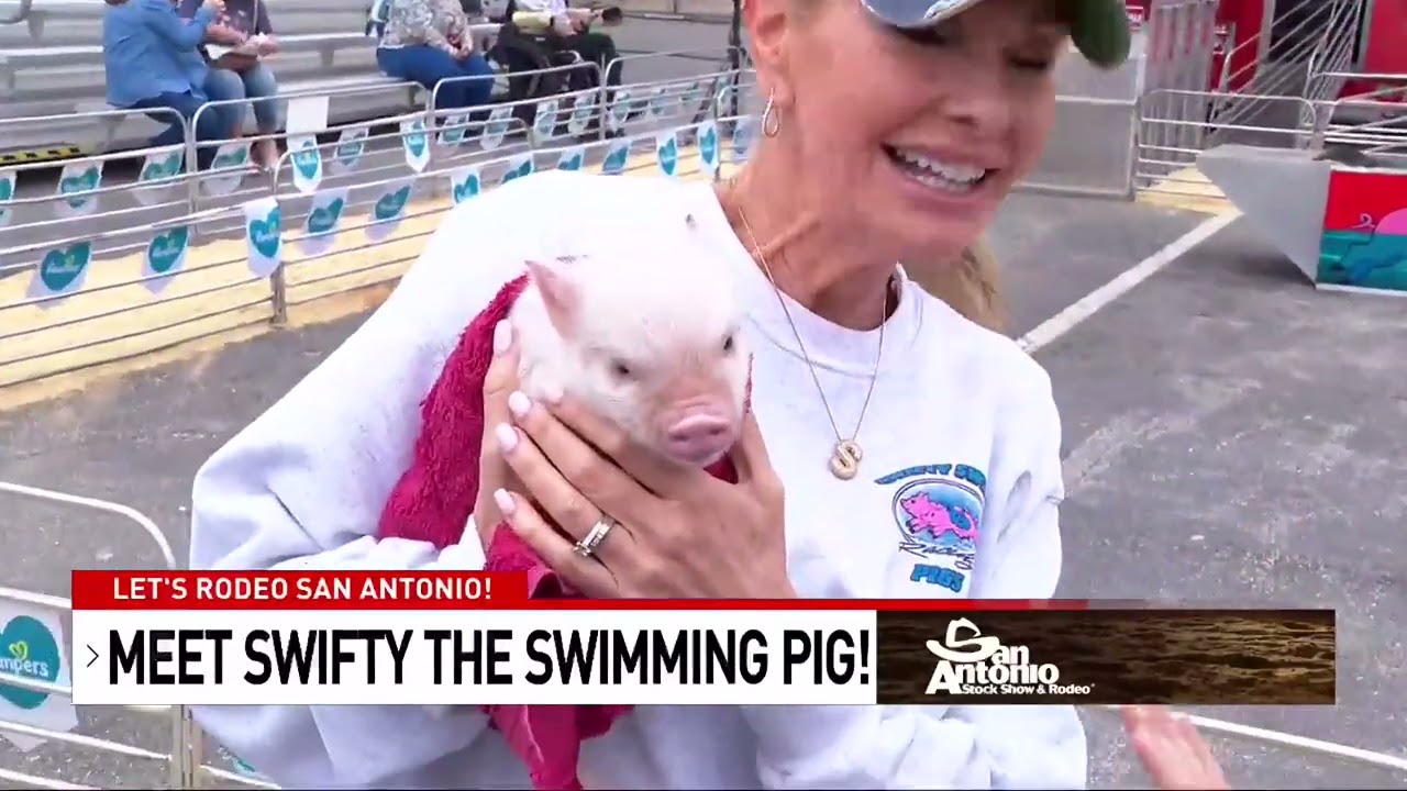 SAN ANTONIO STOCK SHOW AND RODEO: Swifty the Swimming Swine