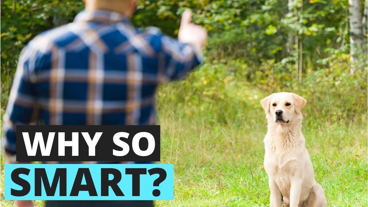 7 Reasons Why Labradors are One of the Smartest Dog Breeds