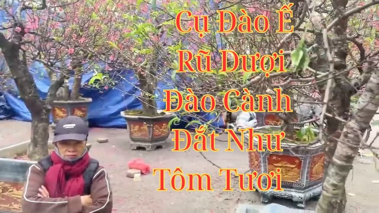 Tết Dân Đói Thắt Chặt Chi Tiêu Chỉ Mua Cành Đào 100 - Đào Cụ Về Làm Củi