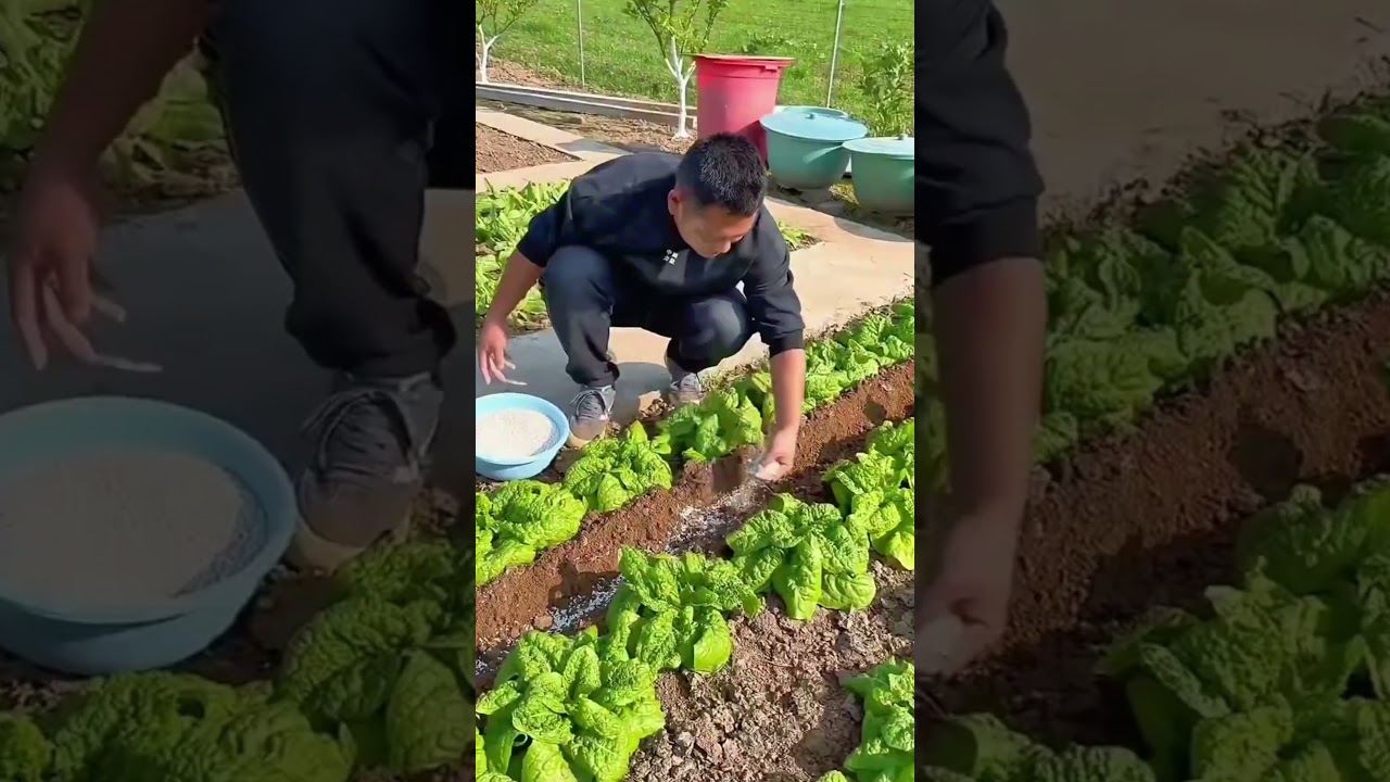 Why Chinese People Stay Healthy Even in Old Age | Secret of Organic Rooftop Farming aging