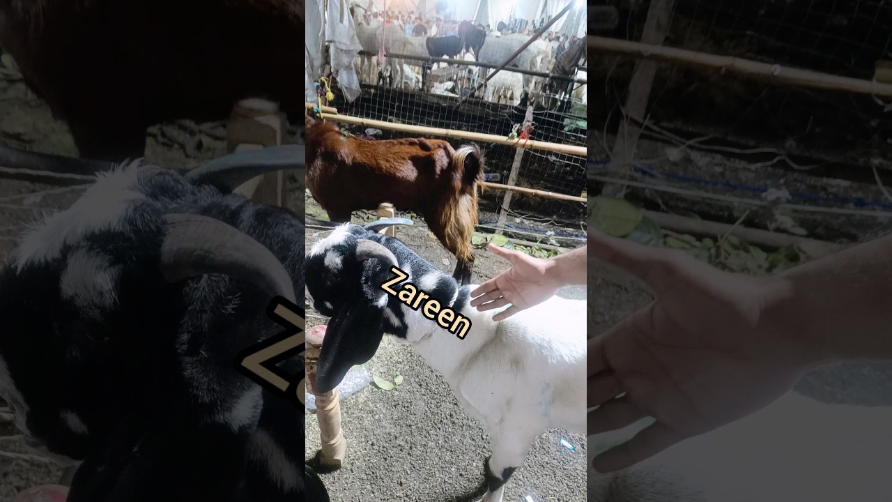 Bakre Pe Zareen Likha Hai 😱 deonar bakra mandi 2025 | halal bhai