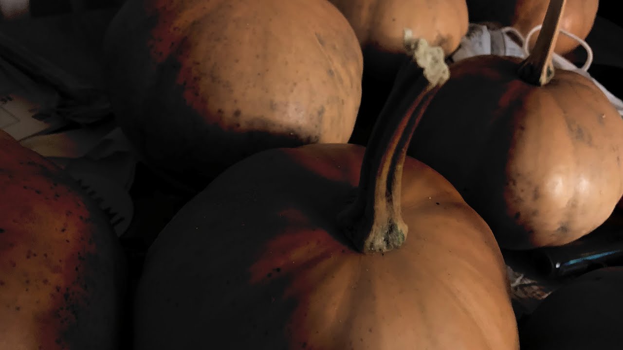 Seminole pumpkins! Easy to grow! Check out all the FRUITS that’s growing at the property!!!
