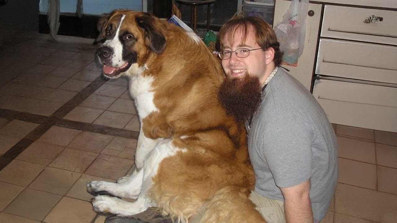 When Your Dog Believes He's a Baby! 🐶 Funny Dog and Human Video 2024