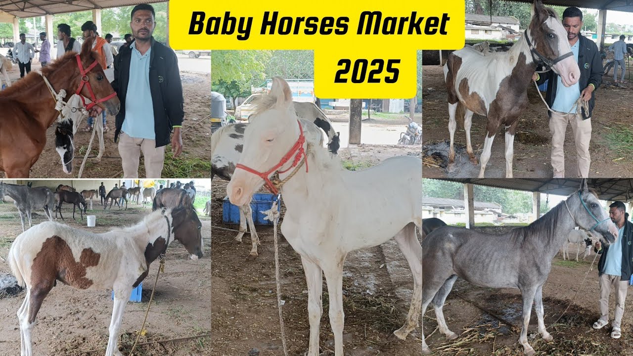 BABY HORSES MARKET 2025 IN AURANGABAD MAHARASHTRA || GHODA BAZAR || HORSES MARKET IN INDIA