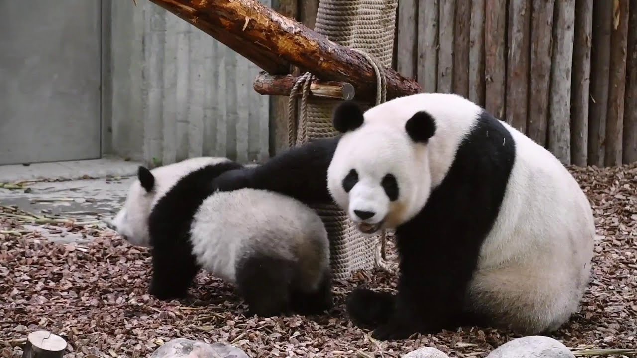 熊妈萌萌教萌宝萌玉生存技能, 又追又摔, 把两个宝宝弄得嗯嗯叫🥰 Mom Panda Meng Meng teaches her twin cubs survival skills
