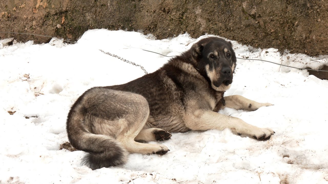 - KRAVE I OVCE  OD VUKA SU MI SPASILI KANGAL I ŠARPLANINAC U PLANINI-