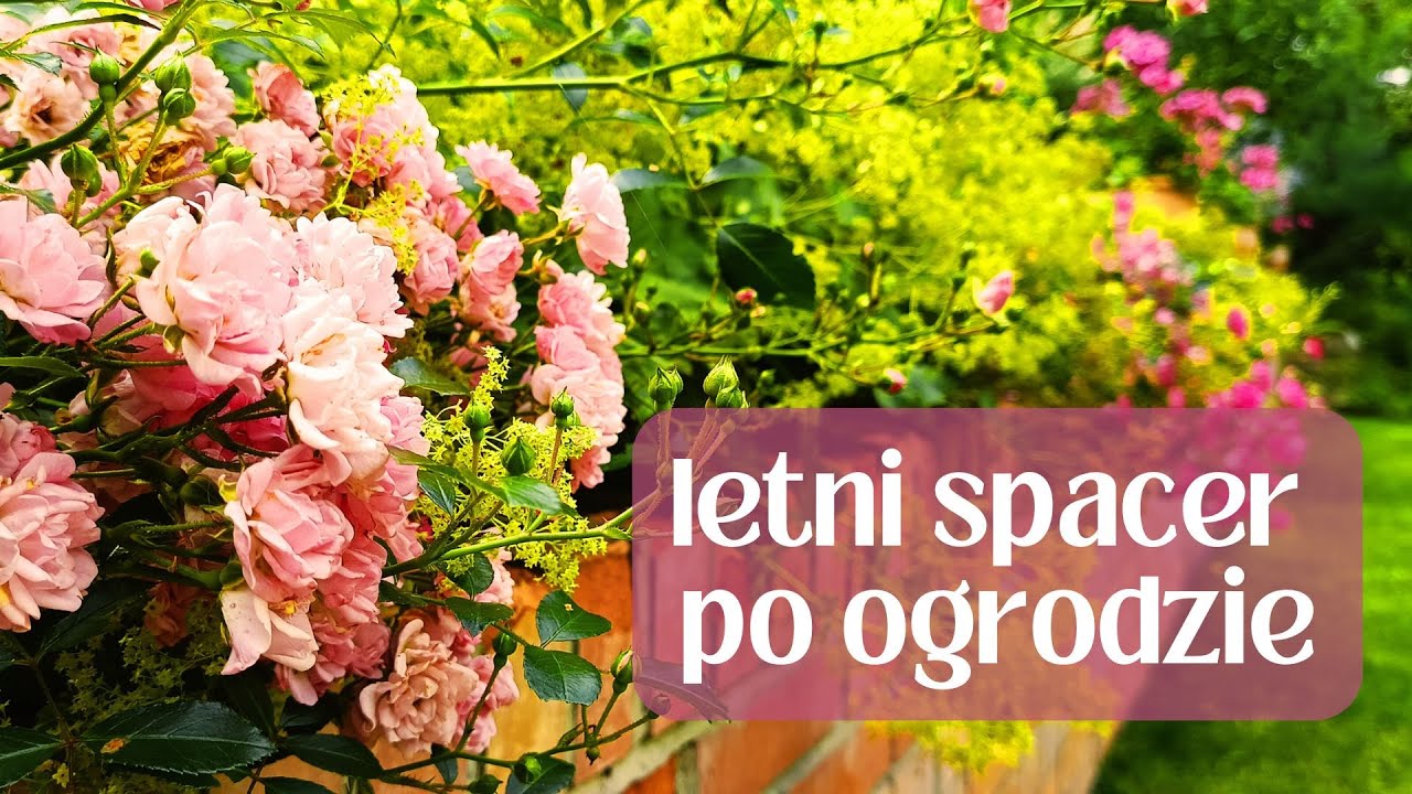 LETNI SPACER PO OGRODZIE kwitnienie róż i bylin, zmiany na rabatach, ogród pełen koloru