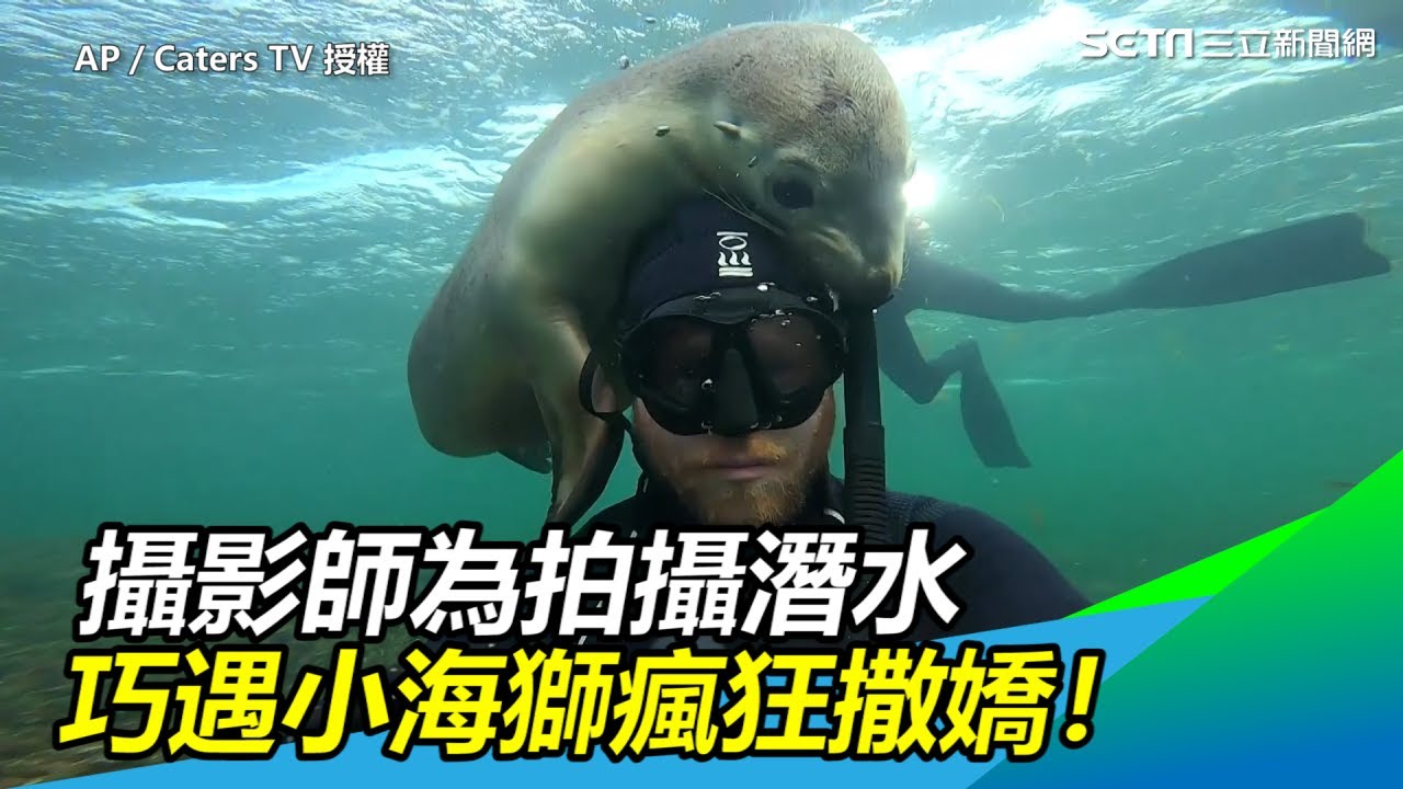 萌翻天！攝影師為拍攝潛水　巧遇小海獅撒嬌又趴又抱　｜三立新聞網SETN.com