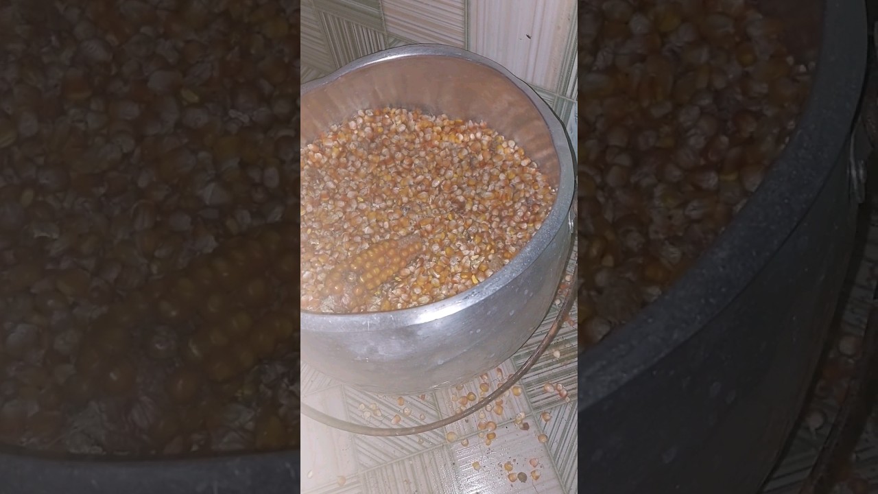 como debulhar milho r&aacute;pido? 🌽  #milho #ro&ccedil;a