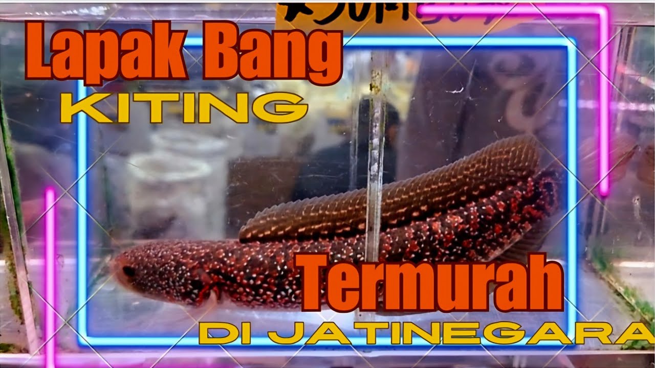 LAPAK IKAN CHANNA TERMURAH SEJATINEGARA‼️ UPDATE HARGA IKAN CHANNA DI PASAR IKAN HIAS JATINEGARA‼️