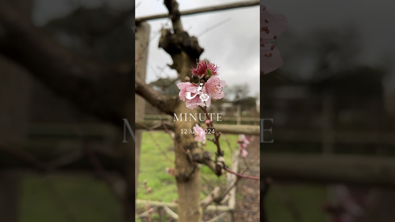 Babylonstoren Minute 12 July 2024🌱 
