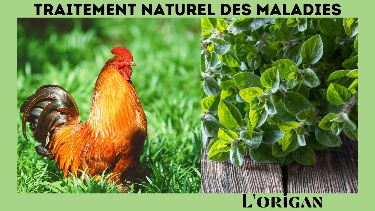 Soigner une poule avec de l'origan - Traitement Coccidiose