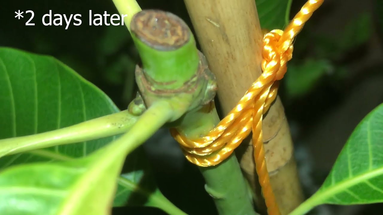 Nam Doc Mai Mango Repotting and First Prune - July 2021