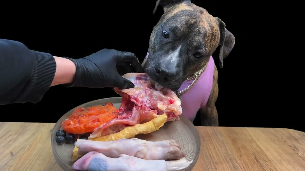 ASMR Mukbang | Doggo the Presa Canario Eating Chicken Skeleton And more ! EP3