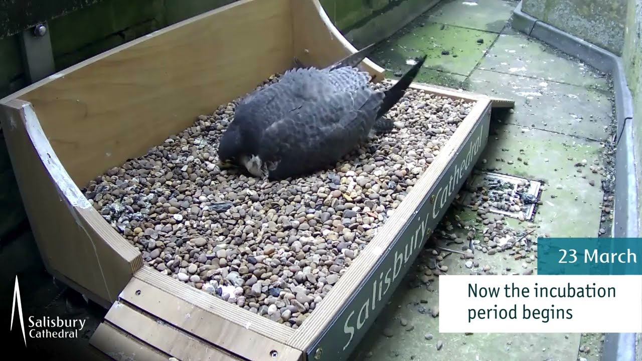 Peregrines at Salisbury Cathedral: A recap from January to April 2025
