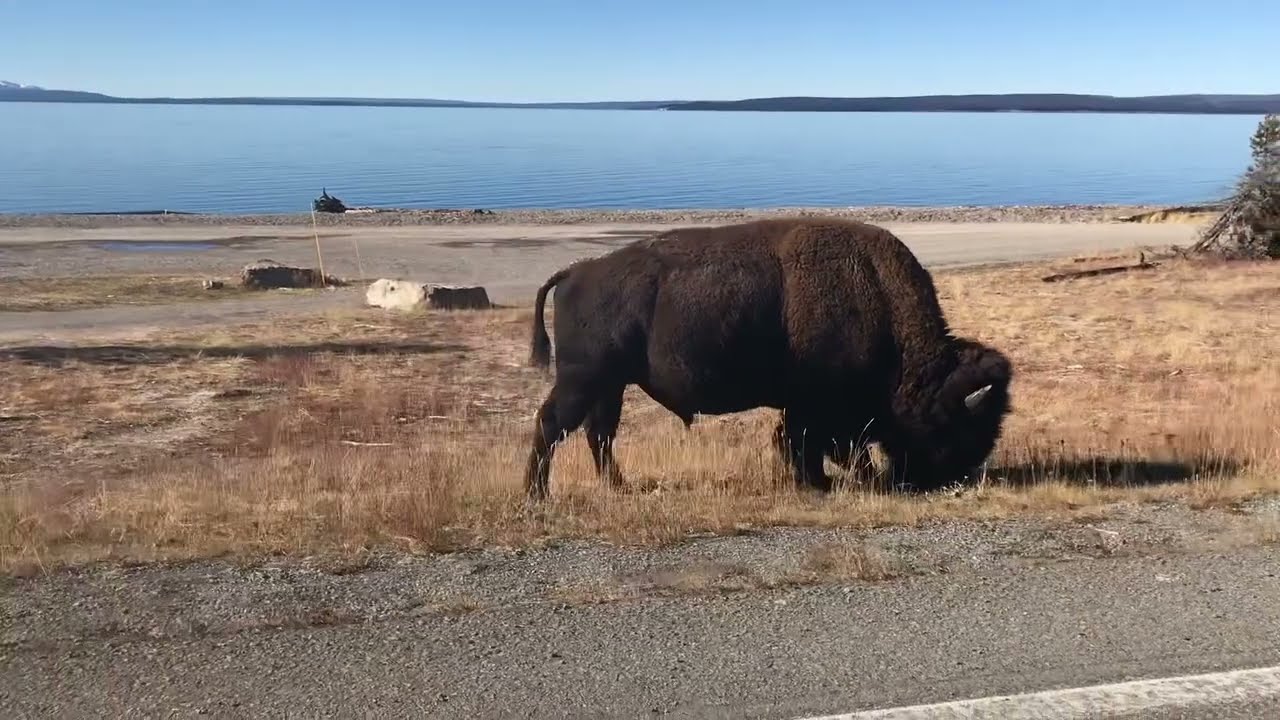 Yellowstone 2018 Part 1