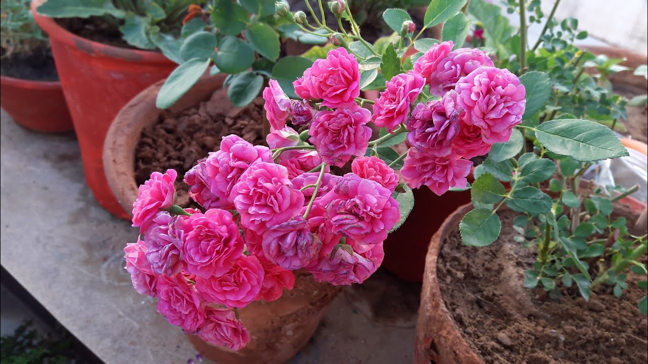 Care of Rose in Summer || Summer Care of Rose Plant || गर्मियों में गुलाब की देखभाल