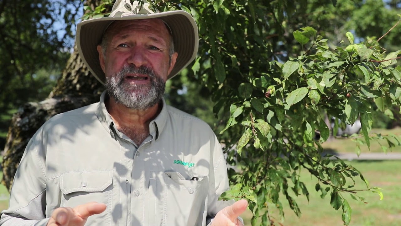 Apple Scab Treatment Tips-Roots to Shoots