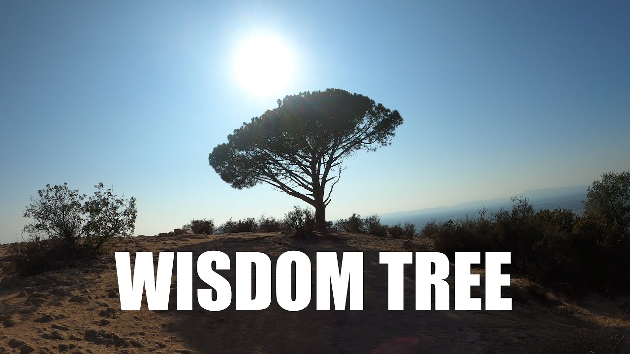 Wisdom Tree - Famous LA Hike To Myself