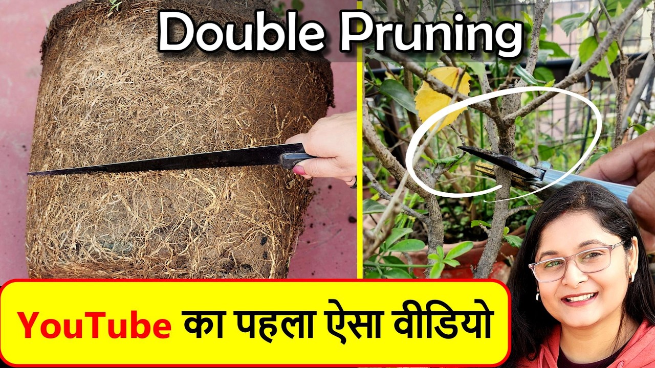🔴दोनों प्रूनिंग - HARD और ROOT PRUNING एक साथ कैसे करें/ STRONG PLANTS#pruning #gardening
