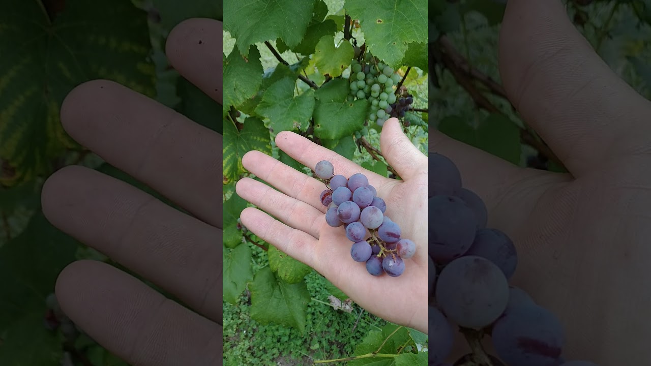 reliance grapes in southern heat no seeds first attempt at grapes