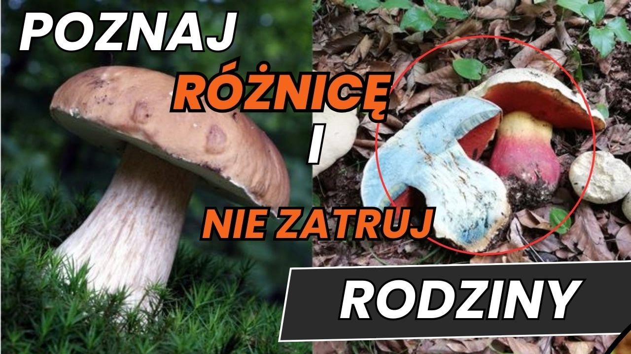 Prawdziwek a Szatan &ndash; Jak Odr&oacute;żnić Te Grzyby i Dlaczego To Ważne
