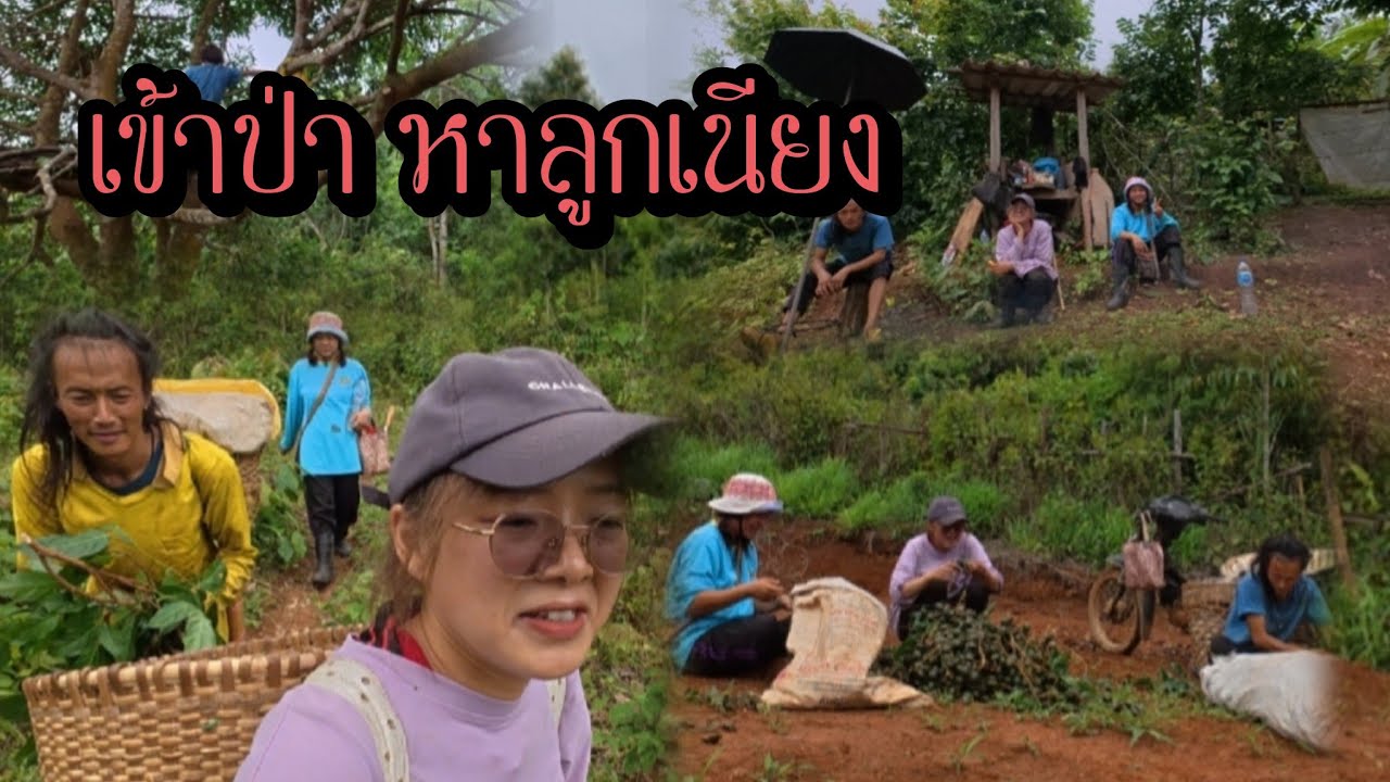 ตามติดชีวิตพี่จง 1 วัน เข้าป่าไปเก็บมะตึงยาง(ลูกเนียง) มาขาย โลละ 7 บาท